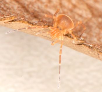 Media type: image;   Invertebrate Zoology 136540